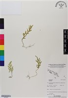 登錄號:BP02963藏品圖，第1張