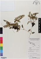 登錄號:BP02964藏品圖，第1張