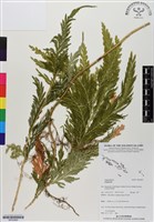 登錄號:BP02965藏品圖，第1張