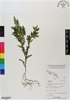 登錄號:BP02966藏品圖，第1張