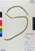 登錄號:BP02968藏品圖，第1張