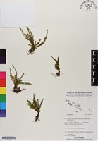 登錄號:BP02969藏品圖，第1張