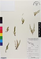 登錄號:BP02970藏品圖，第1張