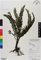登錄號:BP02971藏品圖，第1張