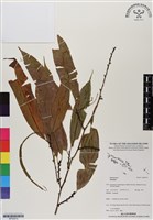 登錄號:BP02972藏品圖，第1張