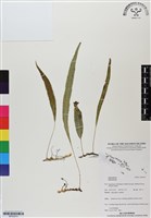 登錄號:BP02973藏品圖，第1張