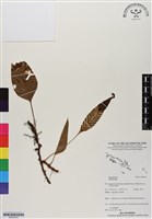 登錄號:BP02974藏品圖，第1張