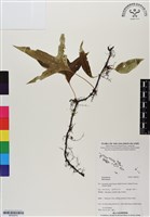 登錄號:BP02975藏品圖，第1張