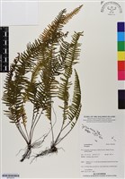 登錄號:BP02976藏品圖，第1張