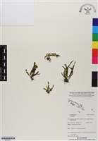 登錄號:BP02977藏品圖，第1張