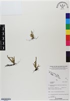 登錄號:BP02978藏品圖，第1張