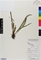 登錄號:BP02979藏品圖，第1張