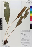 登錄號:BP02980藏品圖，第1張