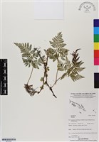 登錄號:BP02981藏品圖，第1張