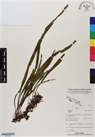 登錄號:BP02982藏品圖，第1張