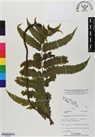 登錄號:BP02987藏品圖，第1張