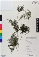 登錄號:BP02988藏品圖，第1張