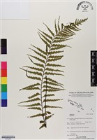 登錄號:BP02989藏品圖，第1張