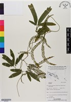 登錄號:BP02992藏品圖，第1張