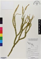 登錄號:BP02995藏品圖，第1張