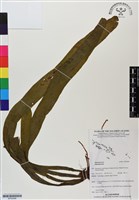 登錄號:BP02996藏品圖，第1張