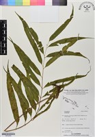 登錄號:BP02999藏品圖，第1張