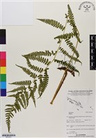 登錄號:BP03001藏品圖，第1張