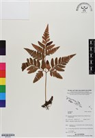 登錄號:BP03002藏品圖，第1張