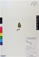 馬來陰石蕨藏品圖，第1張