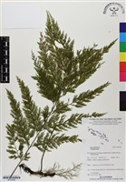 登錄號:BP03006藏品圖，第1張