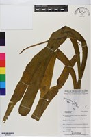 登錄號:BP03009藏品圖，第1張