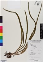 登錄號:BP03010藏品圖，第1張