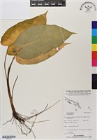 登錄號:BP03012藏品圖，第1張