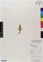 登錄號:BP03013藏品圖，第1張