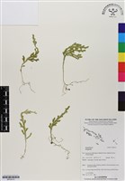 登錄號:BP03015藏品圖，第1張