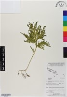 登錄號:BP03018藏品圖，第1張