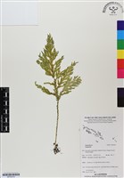 登錄號:BP03019藏品圖，第1張