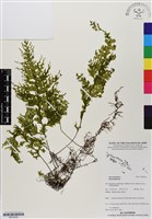 登錄號:BP03022藏品圖，第1張