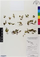 登錄號:BP03023藏品圖，第1張