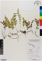 登錄號:BP03024藏品圖，第1張