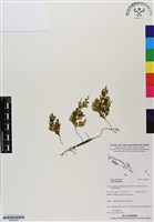 登錄號:BP03026藏品圖，第1張
