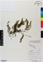 登錄號:BP03027藏品圖，第1張