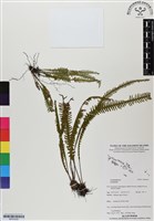 登錄號:BP03029藏品圖，第1張