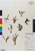 登錄號:BP03030藏品圖，第1張