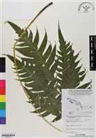 登錄號:BP03033藏品圖，第1張