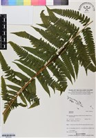 登錄號:BP03034藏品圖，第1張