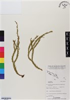 登錄號:BP03035藏品圖，第1張