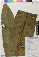 登錄號:BP03037藏品圖，第1張