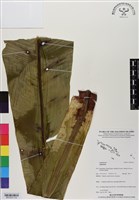 登錄號:BP03037藏品圖，第2張