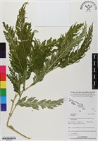 登錄號:BP03038藏品圖，第1張